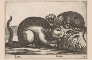 Dwa piżmaki Lonx/Lonza (tytuł na obiekcie) Zwierzęta i mityczne stworzenia (tytuł serii) Nova raccolta de li animali piu curiosi del mondo (tytuł serii) autorstwa Antonio Tempesta