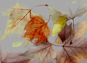 Jesień autorstwa Antonius Antonius