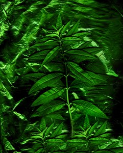 Green-4, 2009 (zdjęcie) autorstwa Antonius Antonius