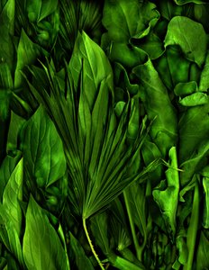 Magiczny ogród nr 6-3, 2020 (zdjęcie) autorstwa Antonius Antonius