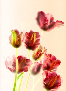 Tulipany 13