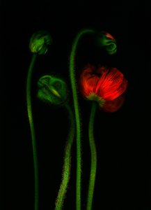 earthArt - mak, 2008 (zdjęcie) autorstwa Antonius Antonius