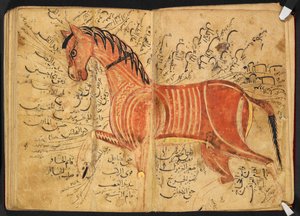 Koń, z „Kitāb al-bayṭarah” przez Azdī, Amad ibn ʿAtīq autorstwa Arabic School