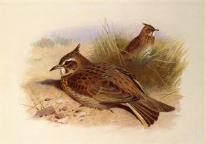 Skowronek czubaty, ptaki brytyjskie autorstwa Archibald Thorburn