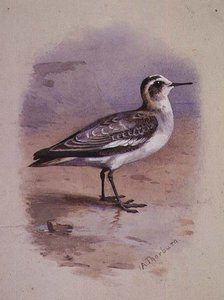 Szara Falarope (akwarela) autorstwa Archibald Thorburn