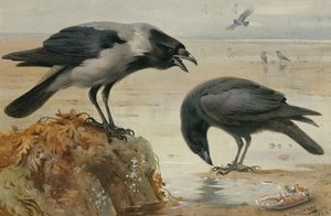 Wrona z kapturem i czarnowrona autorstwa Archibald Thorburn