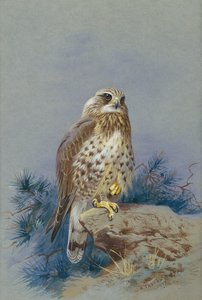 Myszołów o szorstkich nogach autorstwa Archibald Thorburn
