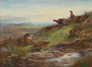 Stado cietrzewia przy źródle autorstwa Archibald Thorburn