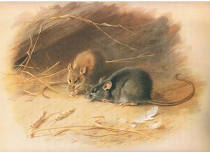 Alexandrine Rat and Black Rat, z Thorburns Mammals opublikowanej przez Longmans and Co, 1920 autorstwa Archibald Thorburn