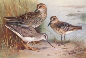 American Pectoral Sandpiper, Broad-Billed Sandpiper, Terek Sandpiper (kolorowa litografia) autorstwa Archibald Thorburn