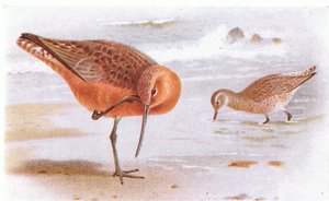 Bar Tailed Godwit, z Birds of the British Isles and Their Eggs, opublikowany przez Frederick Warne & Co Ltd, 1958 autorstwa Archibald Thorburn