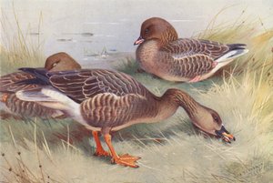 Gęś zbożowa, gęś różowonoga (kolorowa litografia) autorstwa Archibald Thorburn