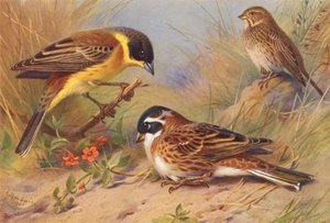 Black-Headed Bunting, Corn-Bunting, Rustic Bunting (kolorowa litografia) autorstwa Archibald Thorburn