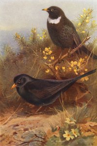 Czarny ptak (samiec i samica), Ring-Ouzel (kolorowa litografia) autorstwa Archibald Thorburn