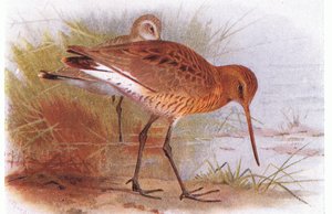 Black Tailed Godwit, z Birds of the British Isles and Their Eggs, opublikowany przez Frederick Warne & Co Ltd, 1958