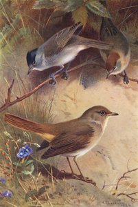 Blackcap (samiec i samica), słowik (kolorowa litografia) autorstwa Archibald Thorburn