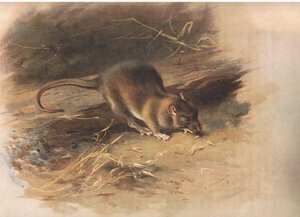 Brown Rat, z Thorburns Mammals opublikowanej przez Longmans and Co, 1920 autorstwa Archibald Thorburn