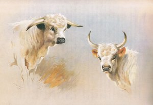 Chartley Bull i Chillingham Bull, z książki Thorburn