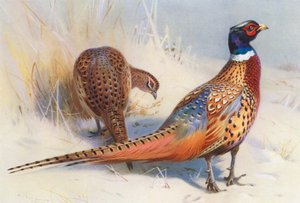 Chiński bażant obrączkowany (samiec i samica) (kolorowa litografia) autorstwa Archibald Thorburn