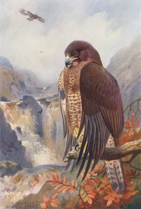 Myszołów zwyczajny (kolorowa litografia) autorstwa Archibald Thorburn