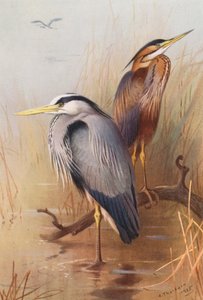 Czapla zwyczajna, czapla purpurowa (kolorowa litografia) autorstwa Archibald Thorburn