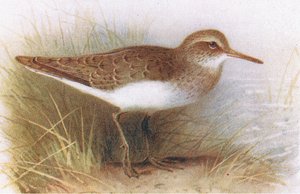Sandpiper pospolity, z książki Birds of the British Isles and Their Eggs opublikowanej przez Frederick Warne & Co Ltd, 1958
