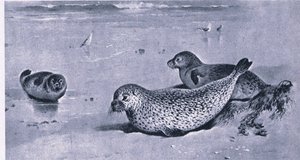 Common Seal, Nature in Britain wydane przez Collins autorstwa Archibald Thorburn
