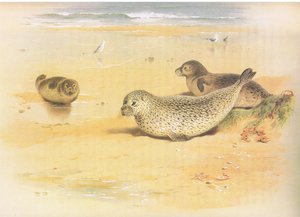 Common Seal, z Thorburns Mammals opublikowane przez Longmans and Co, c. 1920 autorstwa Archibald Thorburn