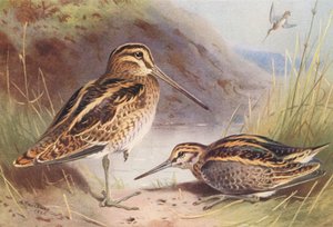 Bekas zwyczajny, bekas kszyk (litografia kolorowa) autorstwa Archibald Thorburn