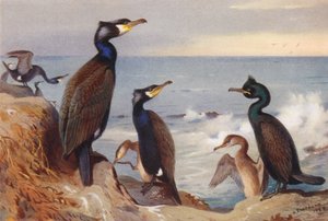 Kormoran (dorosły i niedojrzały), Kudłacz (dorosły i niedojrzały) (litografia barwna) autorstwa Archibald Thorburn