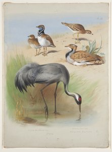Żuraw, kulik kamienny i dropie, ok. 1915 (akwarela i farba do ciała na ołówku na papierze) autorstwa Archibald Thorburn