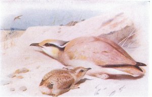 Cream Coloured Courser, z Birds of the British Isles and Their Eggs, opublikowanej przez Frederick Warne & Co Ltd, 1958