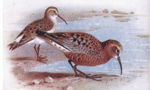 Curlew Sandpiper, z książki Birds of the British Isles and Their Eggs, opublikowanej przez Frederick Warne & Co Ltd, 1958