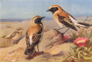 Perkoz dwuczuby (samica), perkoz dwuczuby, perkoz dwuczuby (kolorowa litografia) autorstwa Archibald Thorburn