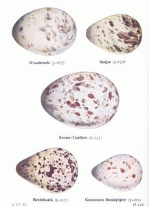 Jaja: słonka; Snipe, Stone Curlew, Redshank, Common Sandpiper, z Birds of the British Isles and Their Eggs opublikowanej przez Frederick Warne & Co Ltd, 1958 autorstwa Archibald Thorburn