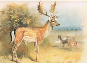 Daniele z Thorburns Mammals opublikowane przez Longmans and Co, c. 1920 autorstwa Archibald Thorburn