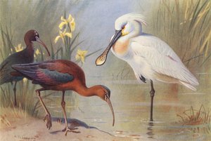 Ibis błyszczący (dorosły i niedojrzały), łysiczka (kolorowa litografia) autorstwa Archibald Thorburn
