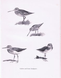 Godwits i zielone brodźce, 1938 autorstwa Archibald Thorburn