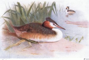 perkoz dwuczuby autorstwa Archibald Thorburn