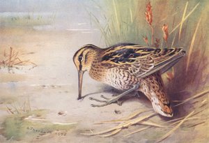 Bekas (litografia kolorowa) autorstwa Archibald Thorburn