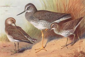 Jarzębatka, samotnik, kropiatka (kolorowa litografia) autorstwa Archibald Thorburn