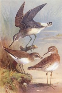 Żmija zielona, żmija zygzakowata, żmija zygzakowata (kolorowa litografia) autorstwa Archibald Thorburn