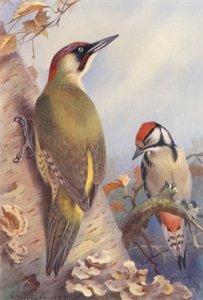 Dzięcioł zielony, dzięcioł duży (niedojrzały) (litografia kolorowa) autorstwa Archibald Thorburn