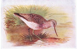 Greenshank, z książki Birds of the British Isles and Their Eggs opublikowanej przez Frederick Warne & Co Ltd, 1958 autorstwa Archibald Thorburn