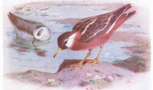 Gray Phalarope (lato i jesień), z Birds of the British Isles and Their Eggs, opublikowanej przez Frederick Warne & Co Ltd, 1958