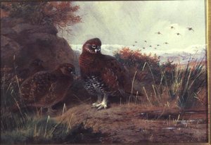 Cietrzew w zimowym krajobrazie autorstwa Archibald Thorburn