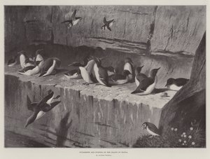 Guillemots i maskonury na wyspie Handa