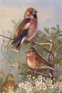 Grubodziób, lerka (samiec i samica) (litografia kolorowa) autorstwa Archibald Thorburn