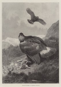 Kłusownicy wyżynni autorstwa Archibald Thorburn