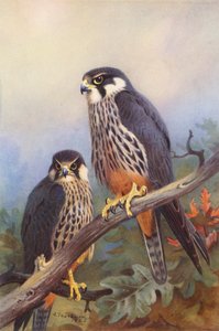 Hobby (mężczyzna i kobieta) (kolorowa litografia) autorstwa Archibald Thorburn
